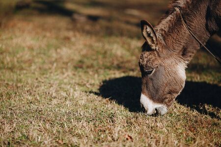 brown donkey eats dry grass next to farm close-upの写真素材
