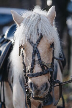 Portrait of a beige horse with a bridle close-up.の写真素材