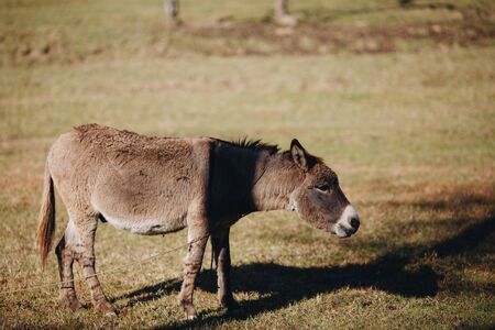 brown donkey eats dry grass next to farm close-upの写真素材