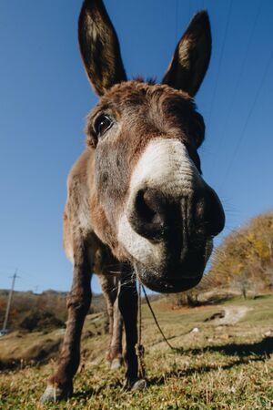 Close brown donkey portrait photographed with a wide-angle lens accentuating the head of the donkey against green fields and a blue sunny skyの写真素材