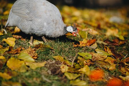 Helmeted guineafowl Numida meleagris reichnowi foraging for food.の写真素材