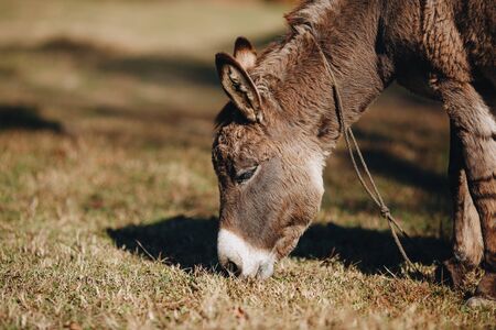 brown donkey eats dry grass next to farm close-upの写真素材
