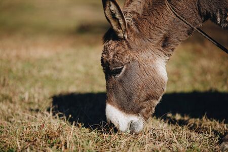 brown donkey eats dry grass next to farm close-upの写真素材