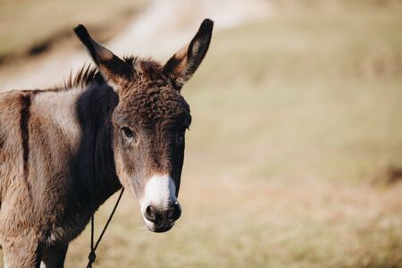 brown donkey eats dry grass next to farm close-upの写真素材