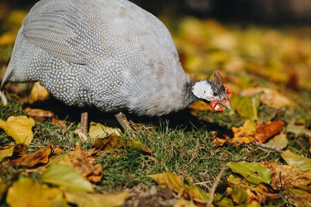 Helmeted guineafowl Numida meleagris reichnowi foraging for food.の写真素材