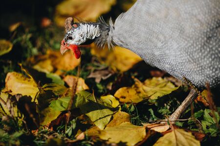 Helmeted guineafowl Numida meleagris reichnowi foraging for food.の写真素材