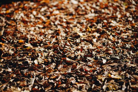 Colorful autumn fallen leaves on brown forest soil backgroundの写真素材