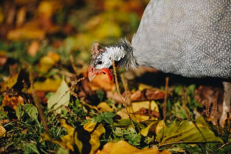 Helmeted guineafowl Numida meleagris reichnowi foraging for food.の写真素材