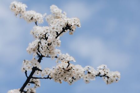 spring white blossom against blue sky close up with copy space for textの写真素材