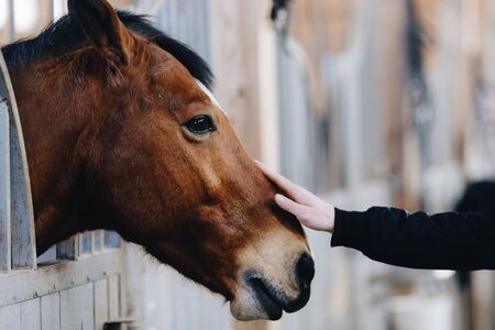 Man or woman stroking a horse standing in corral on farm. The concept of human-nature relations. Animal care. Holsteiner horse in the stable. Hands of humans on head of horseの写真素材