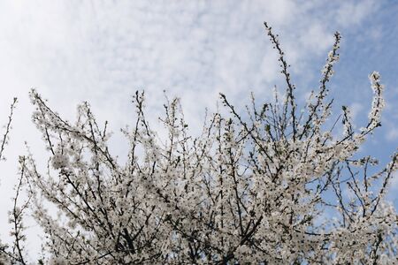 Delicate white spring flowers of cherry sakura against the blue sky. Spring floral backgroundの写真素材
