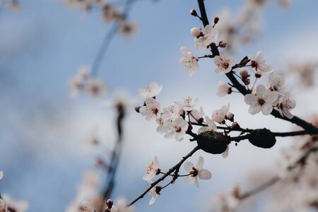 spring white blossom against blue sky close up with copy space for text の写真素材