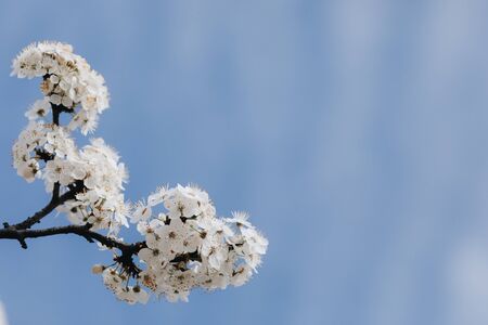 spring white blossom against blue sky close up with copy space for text の写真素材