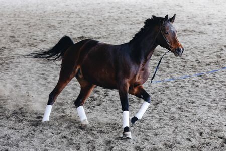 great horse running on leash in arena.の写真素材