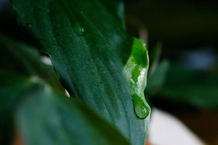 morning nature background with beautiful drop.の写真素材