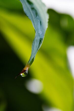 morning nature background with beautiful drop.の写真素材