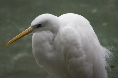 Great Egretの写真素材