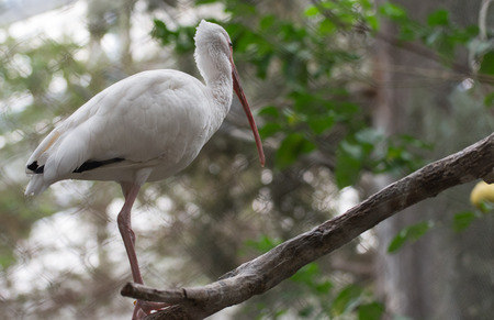 White Ibisの写真素材