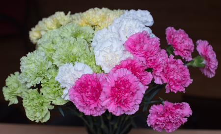 Carnationsの写真素材