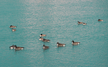 Ducks on a lakeの写真素材