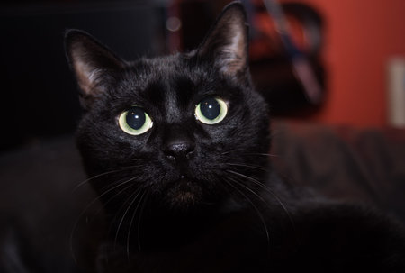 Black catの写真素材