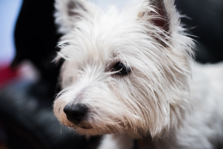 West highland white terrierの写真素材