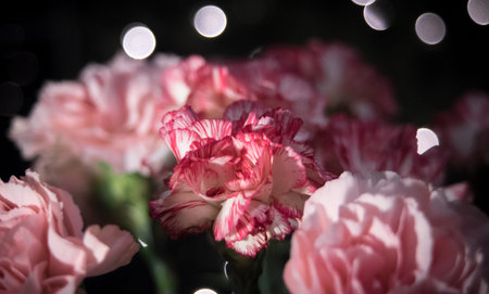 Carnations
