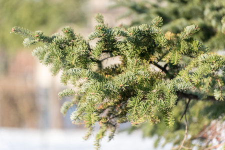 Pine tree