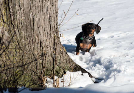 Dachshund on a snowのeditorial素材