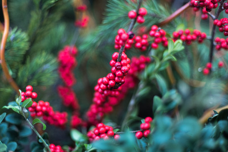 Red berriesの写真素材