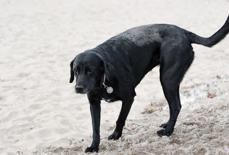 Black dog on a beachの写真素材