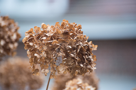 Flower in winterの写真素材