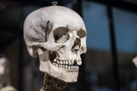 Human skull