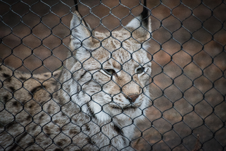 Lynxの写真素材