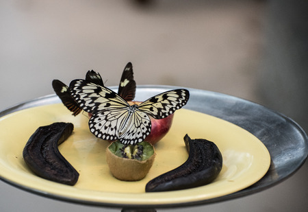 Butterflyの写真素材