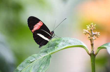Butterflyの写真素材