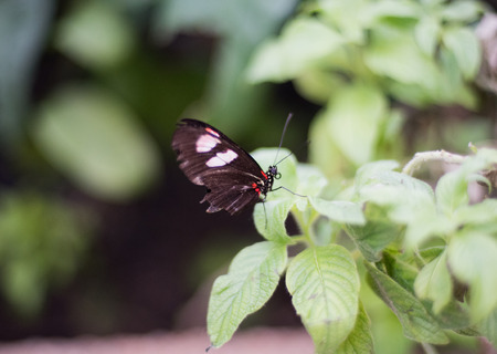 Butterflyの写真素材