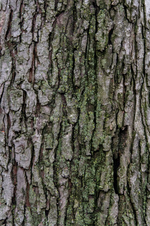 Tree texture background
