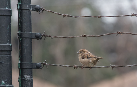 Sparrowの写真素材