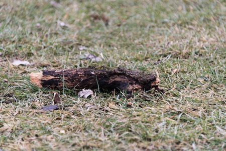 Tree branch on a groundの写真素材