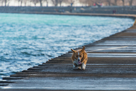 Corgi on a lakeの写真素材