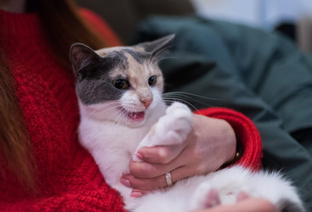 Domestic cat