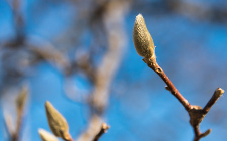 Bud on a tree