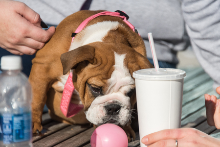 Cute bulldog puppyの写真素材