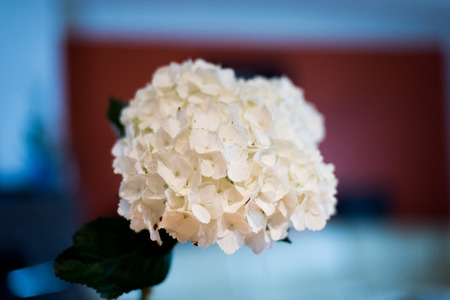 White flowersの写真素材