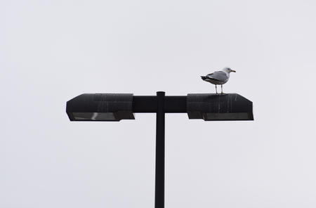 Seagullの写真素材