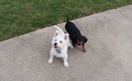 Black dachshund and west highland white terrier