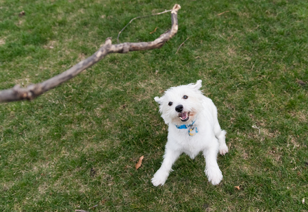 West Highland White Terrier playing outside with a stickの写真素材