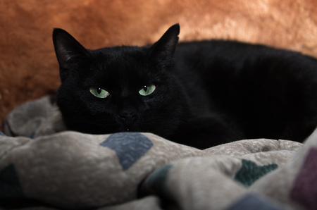 Black catの写真素材