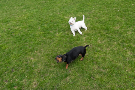 Black dachshund and west highland white terrier